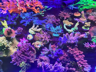 Various fake coral reef aquarium decorations