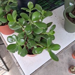 Jade Plant Succulents