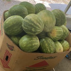 SEEDLESS WATERMELON 5 For 10$ 