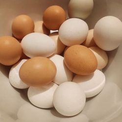 Chickens Eggs And Chicks 