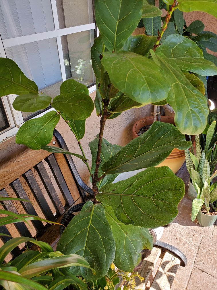 Fiddle fig plant 3' tall