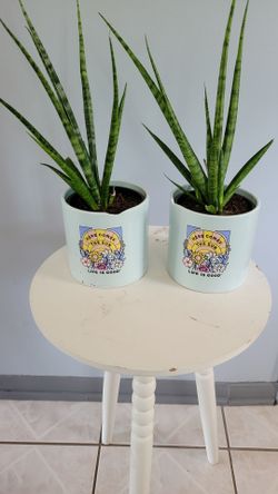 House Plants $10 each