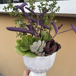 Gorgeous Succulent Arrangement In A Pretty Base 