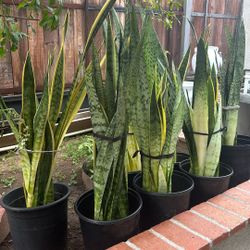  Planta De Lengua De Suegra  o Senseveria 