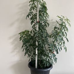 Schefflera Umbrella Plant 