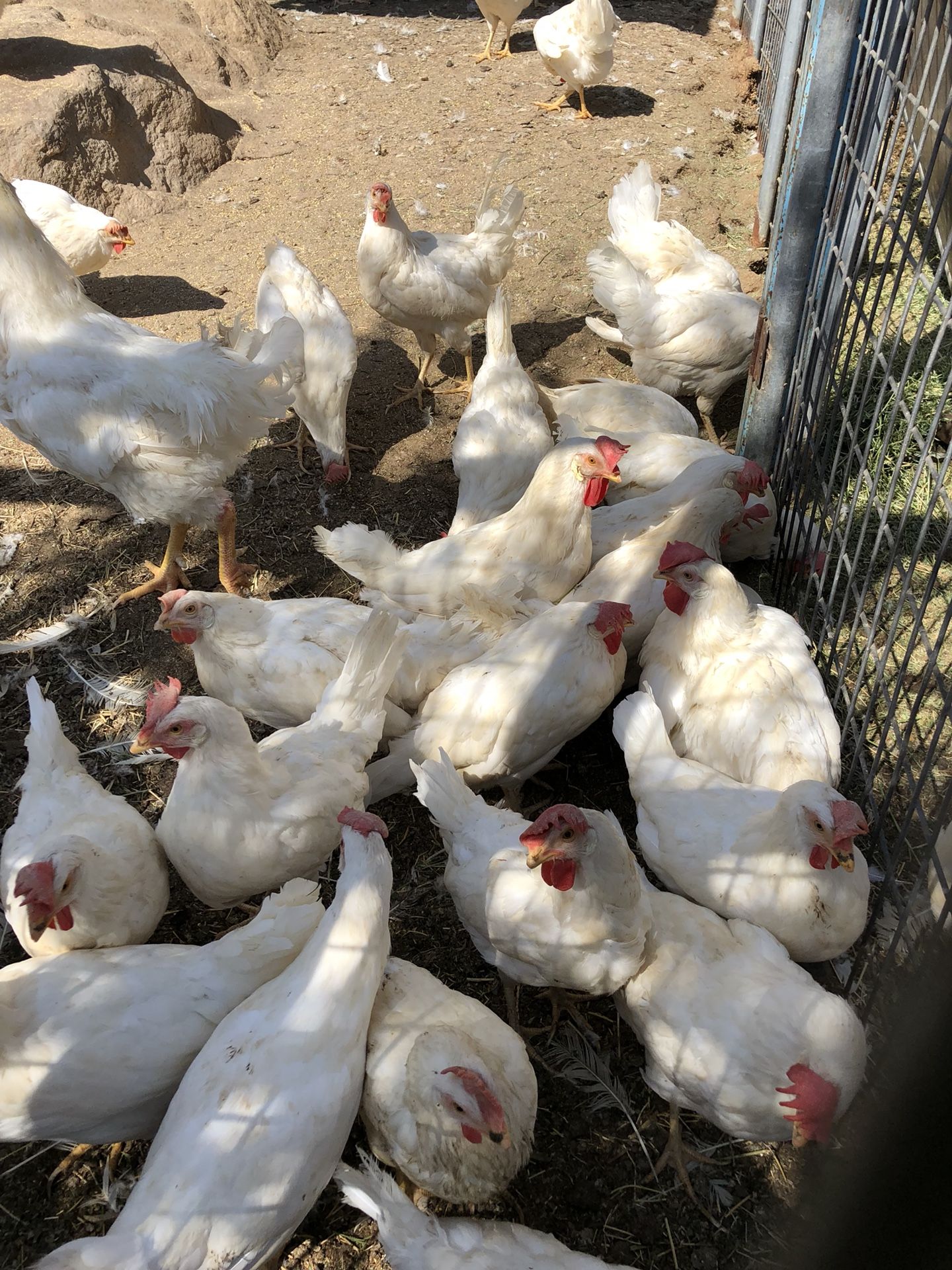Gallinas ponedoras