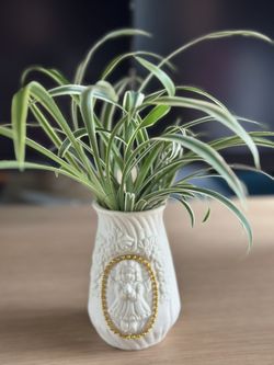 Spider Plants In A High Classic Ceramic 3D Pot (5”)