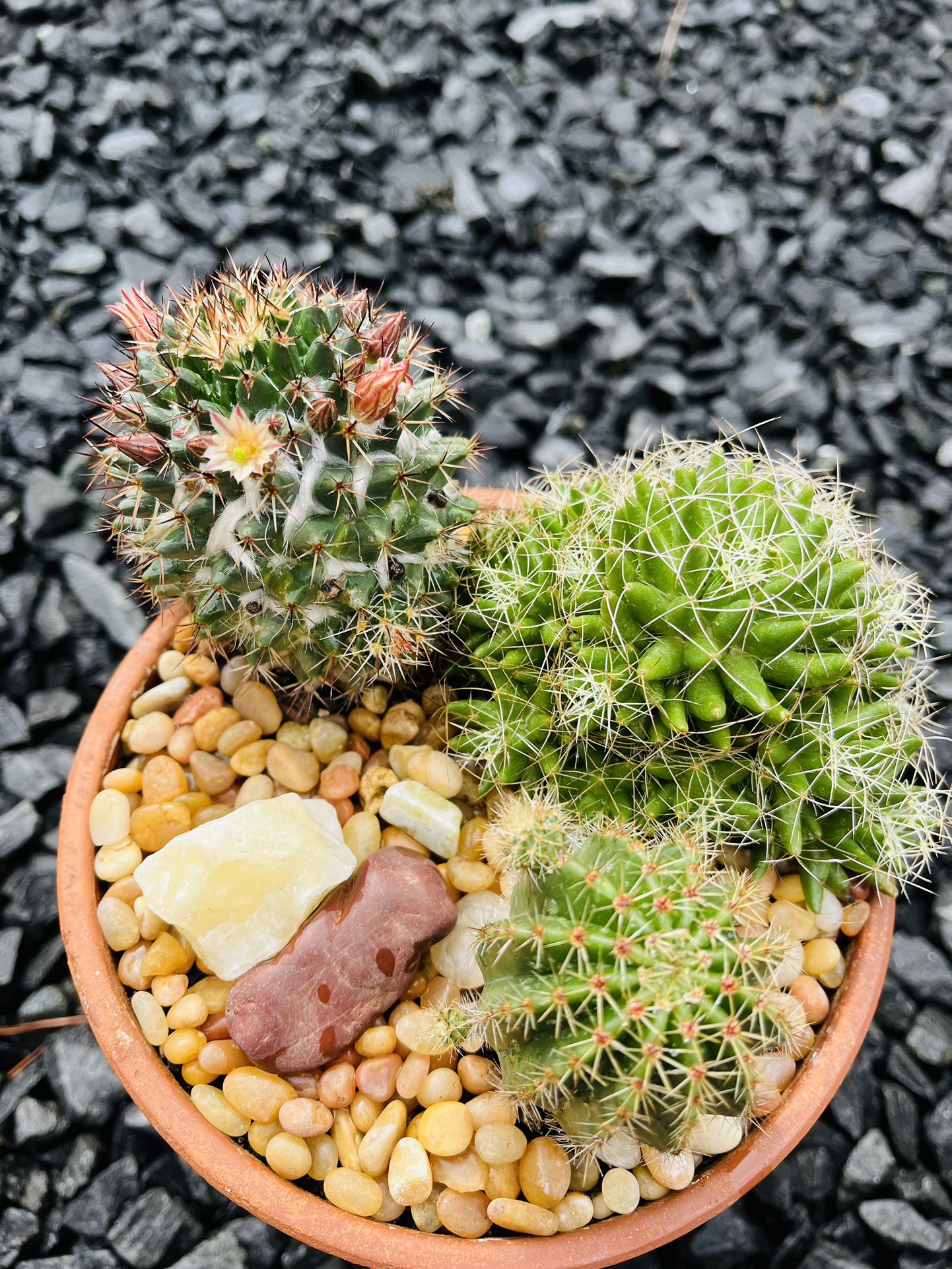 🌸Flowering Set A Three Cacti In Clay Pot 🌸
