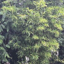 Golden Bamboo 