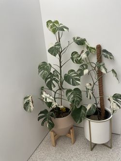 White variegated Monstera