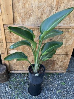 Bird Of Paradise