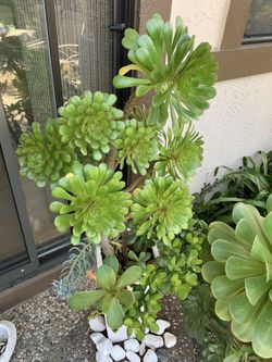 Succulents in a tall white pot