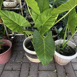Alocasia Elephant Ear Plants