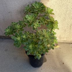 Beautiful Kiwi Aeonium Plants 1 Gallon Pot