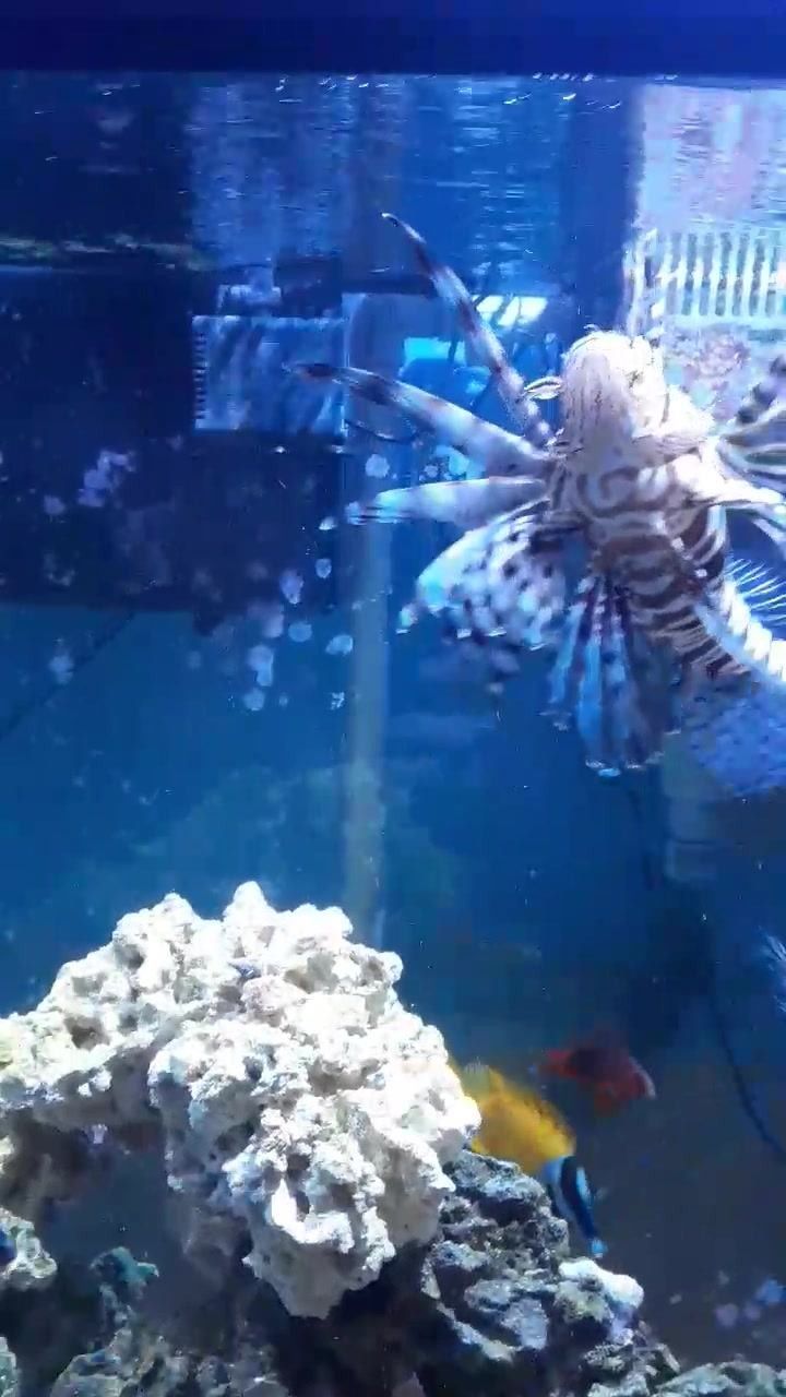 Saltwater Aquarium Equipment