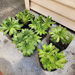 Hens &Chicks Succulents-$5 Each 