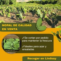 Vendo Cajas De Nopal Freeco En Lindsay