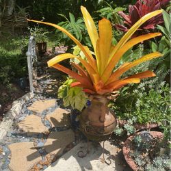 Large Bromeliad Plants. 
