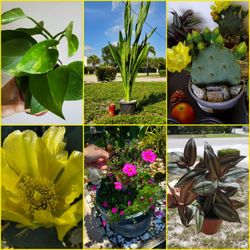 Plants Sale.  Cactus.  Succulents 