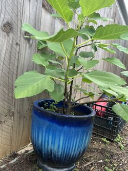 fig Tree