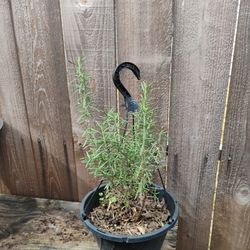 Rosemary O Romero Plant 