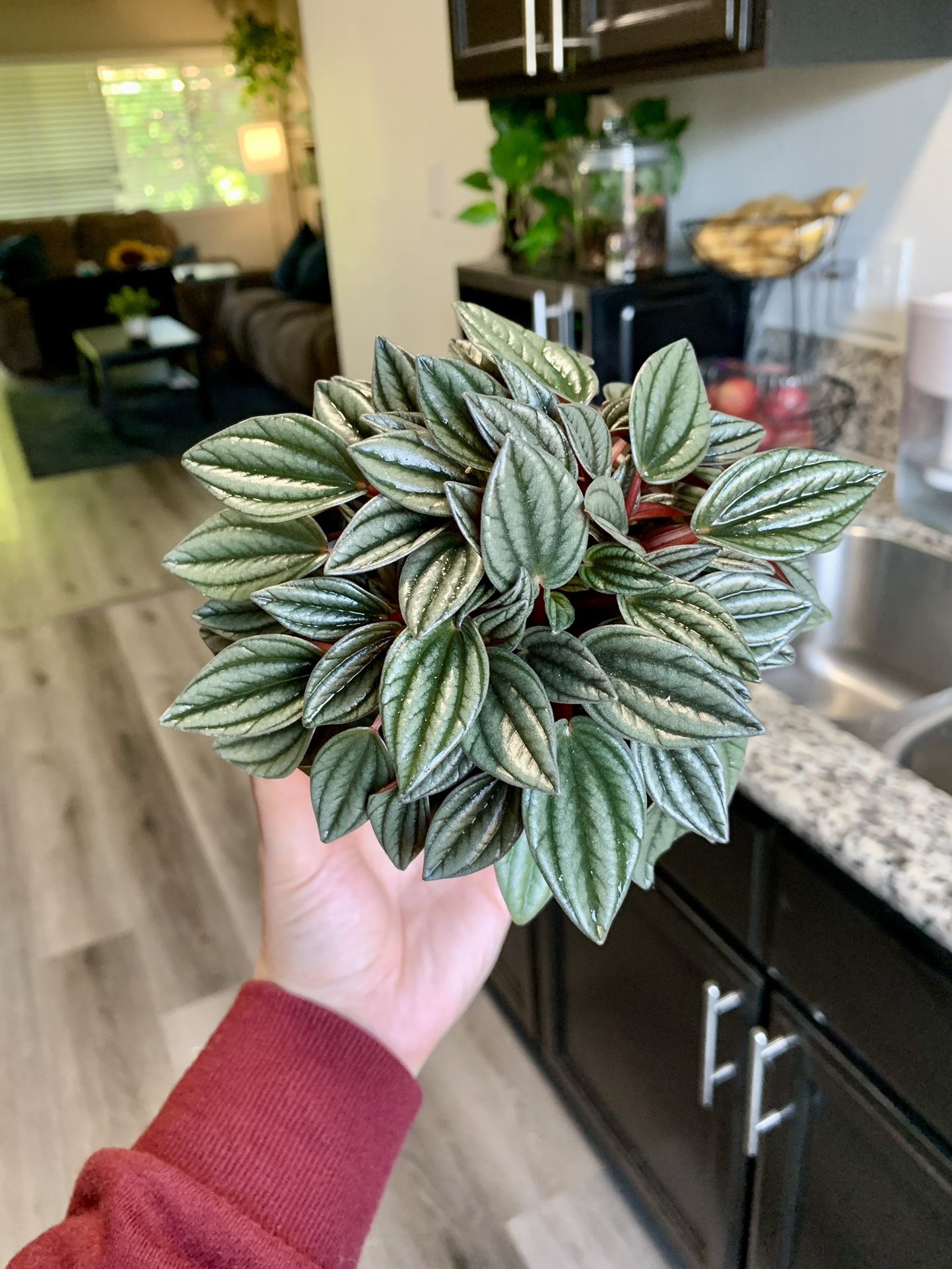 Peperomia Rosso / San Marino / Radiator Plant