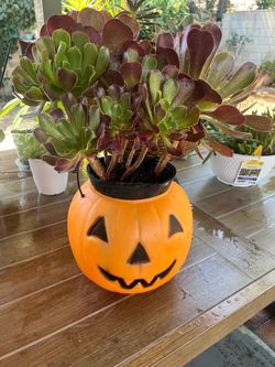 Jack o lantern succulent