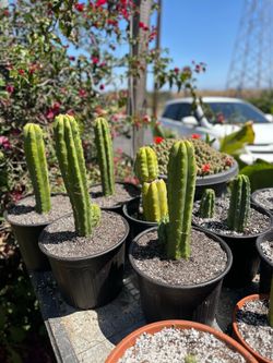 San Pedro cactus