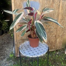 Indoor Plant
