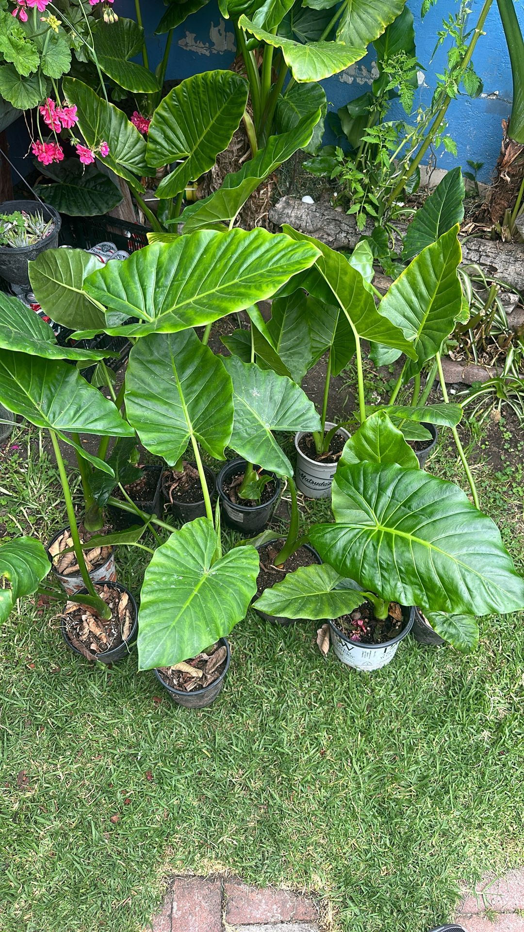 Alocasia Elephant Ear Plants