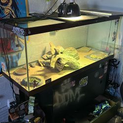Bearded Dragon Tank