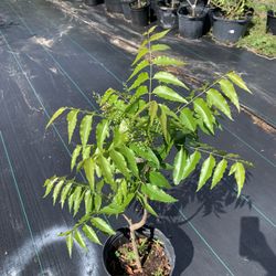 Neem Tree (2 Ft Tall)
