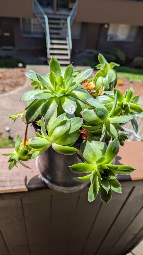 Succulents