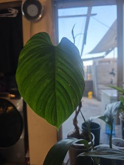Philodendron mamei (silver cloud)