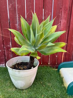Large Foxtail Agave (Agave attenuata) – Mature, Healthy, Drought Tolerant