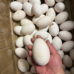 goose eggs 