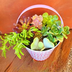 Valentines Day Succulents Mix
