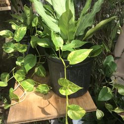 Evergreen with Pothos- Houseplant