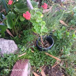 Dark pink flowers plant
