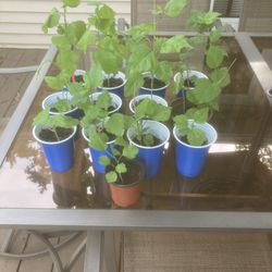 Rose Of Sharon Saplings