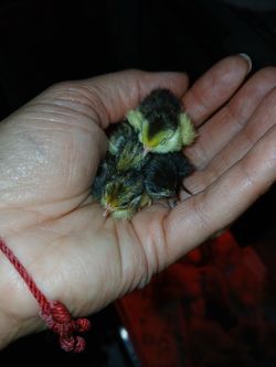 Button Quail hatching eggs and chick