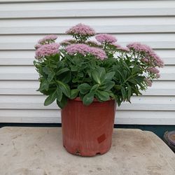 Autumn joy sedum