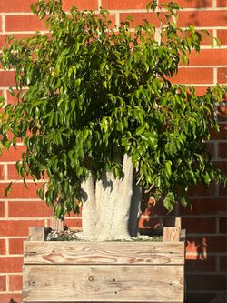Huge Ficus Benjamina Bonsai Tree