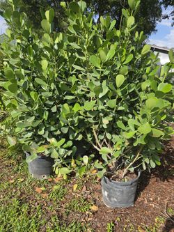 huge clusias over 6 feet tall  Instant  privacy Hedge for fence $65