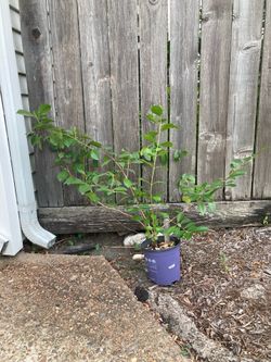 Strawberry Guava Tree