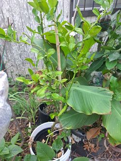 Fruit Tree  and Herbs
