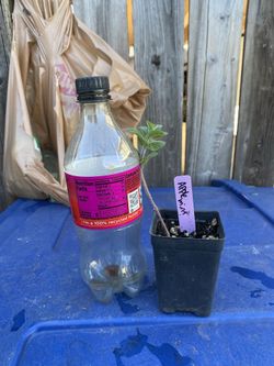 Apple Mint Plant - Menta sabor mazana - Mastranzo - Yerba Hierba de burro planta