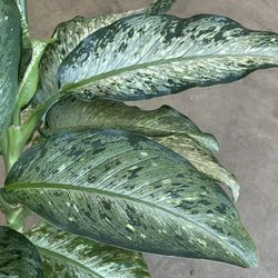 Dieffenbachia Snow Dumb Cane Plant