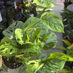 Plants (4”pot🌿Monstera adansonii “swiss cheese” )