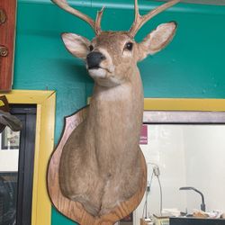 8 Point Deer Buck Shoulder Mounted Taxidermy 